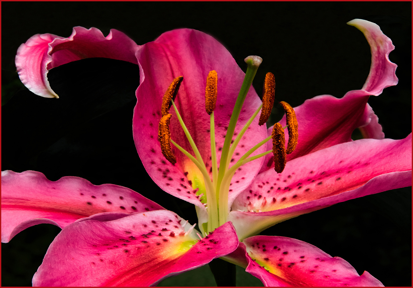 Oriental Lily by Murphy Hektner