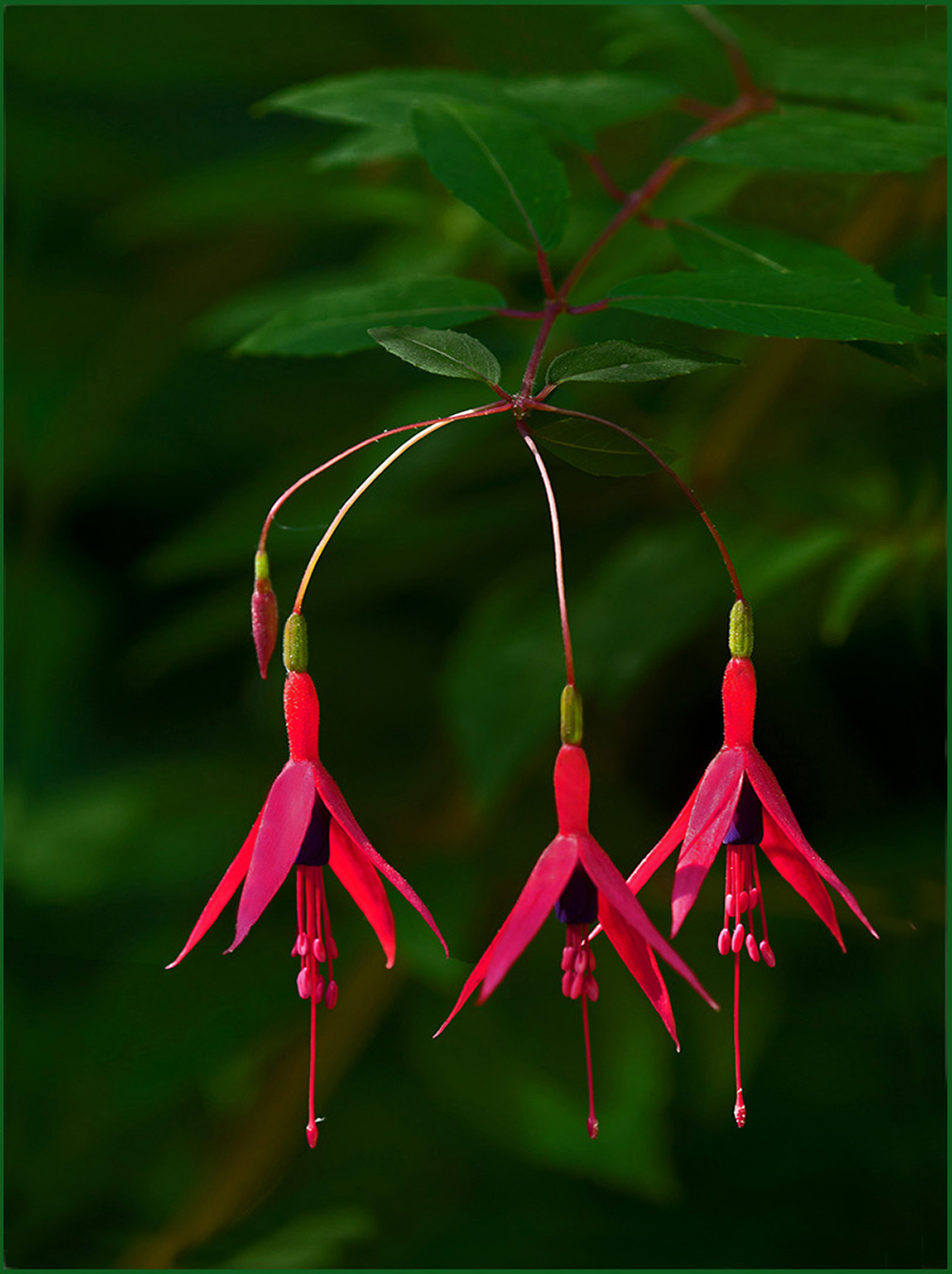 Fushia by Murphy Hektner