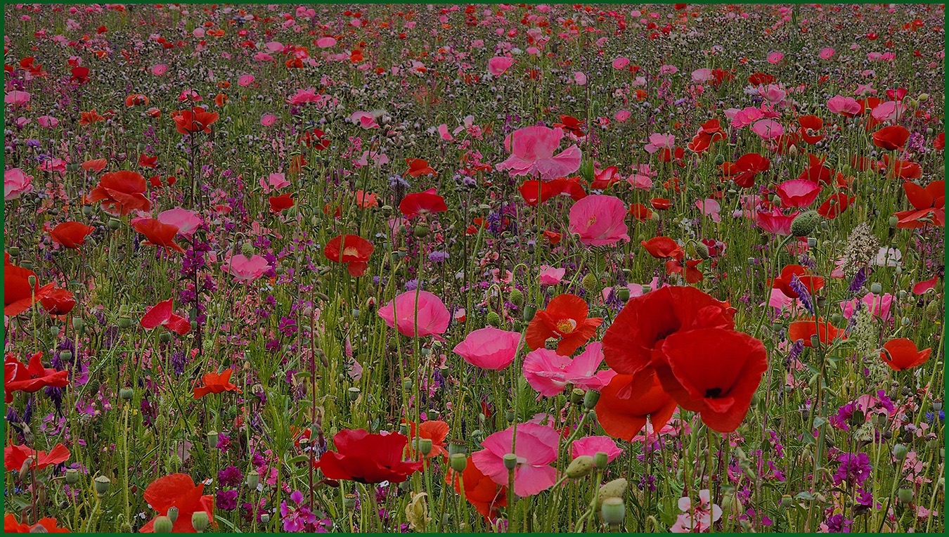Wild flowers by Murphy Hektner