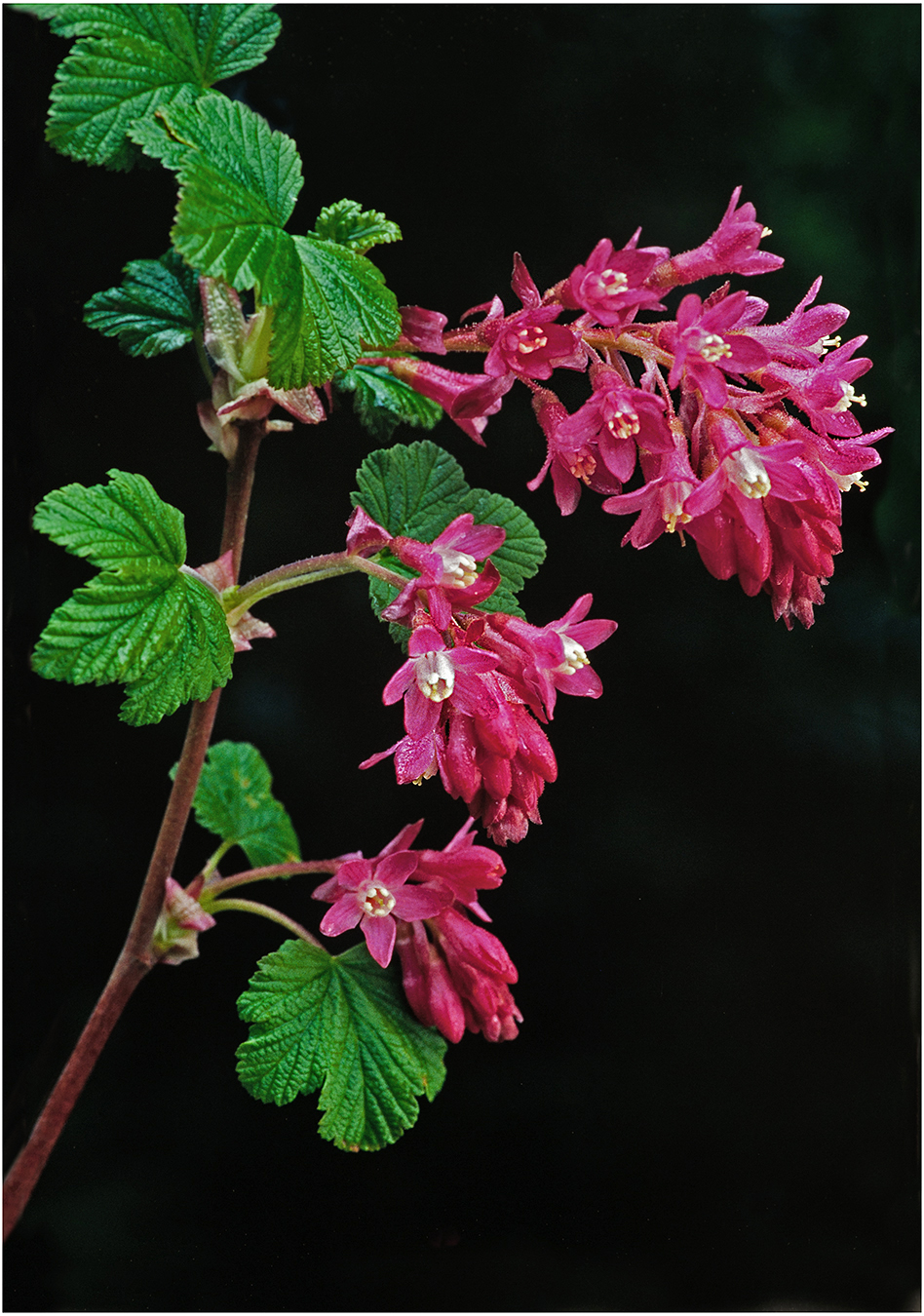 Red Flowering  by Murphy Hektner