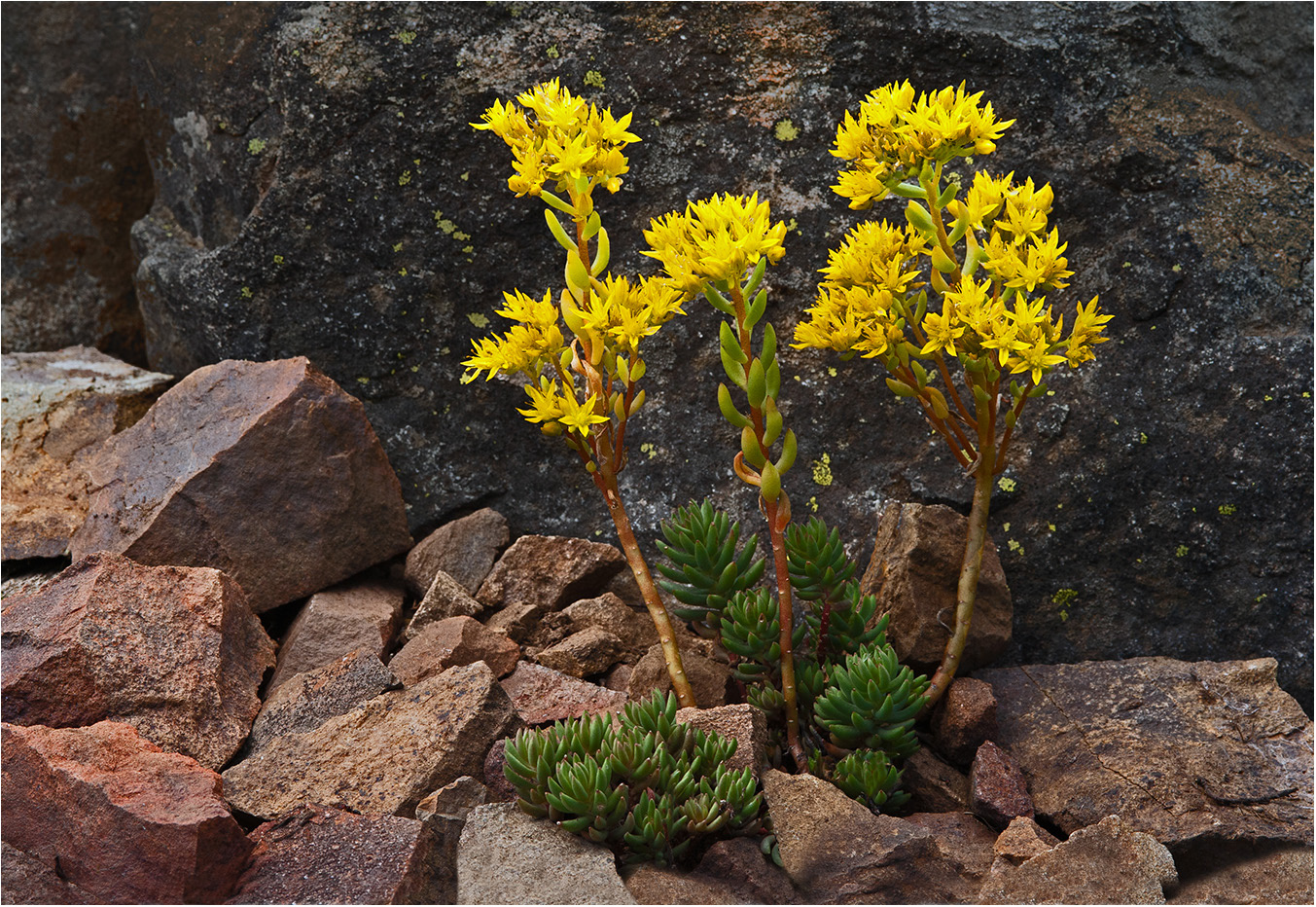 Stonecrop