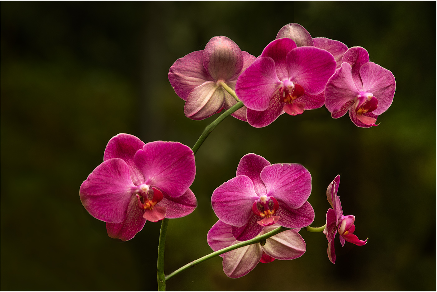Orchids by Murphy Hektner, APSA