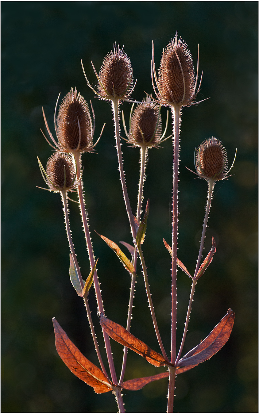 Teasel by Murphy Hektner