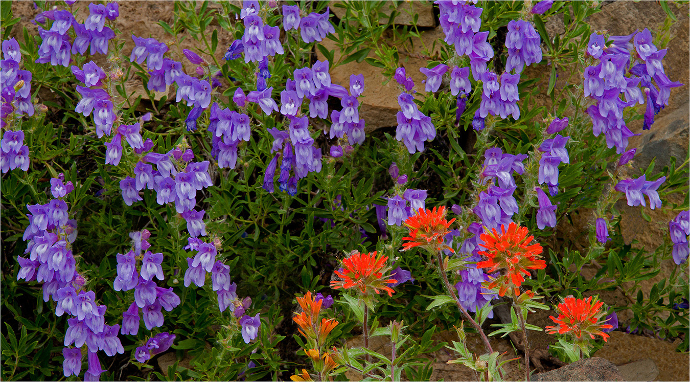 Penstemon with Indian Paintbrush