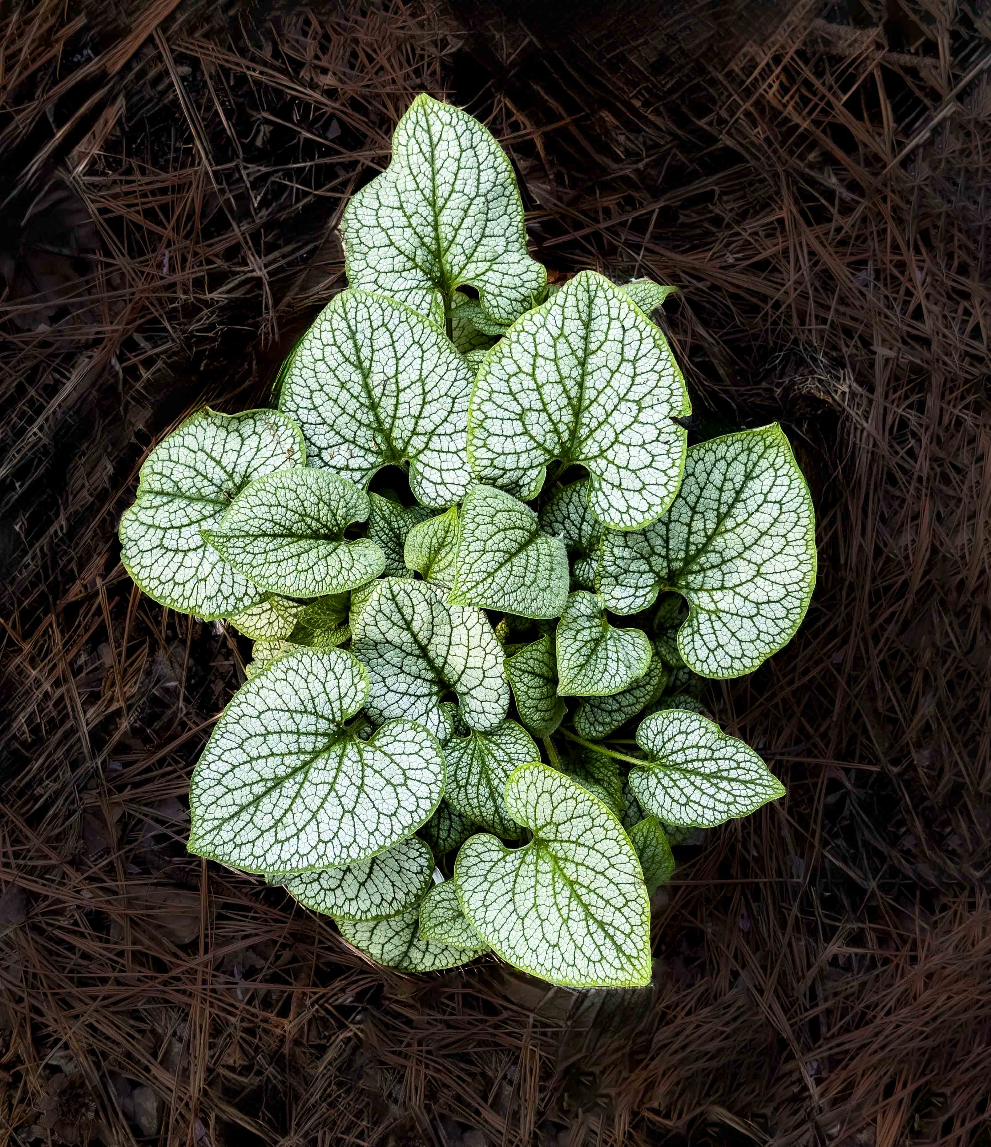 Siberian bugloss, a species of Brunnera by Raymond Tice