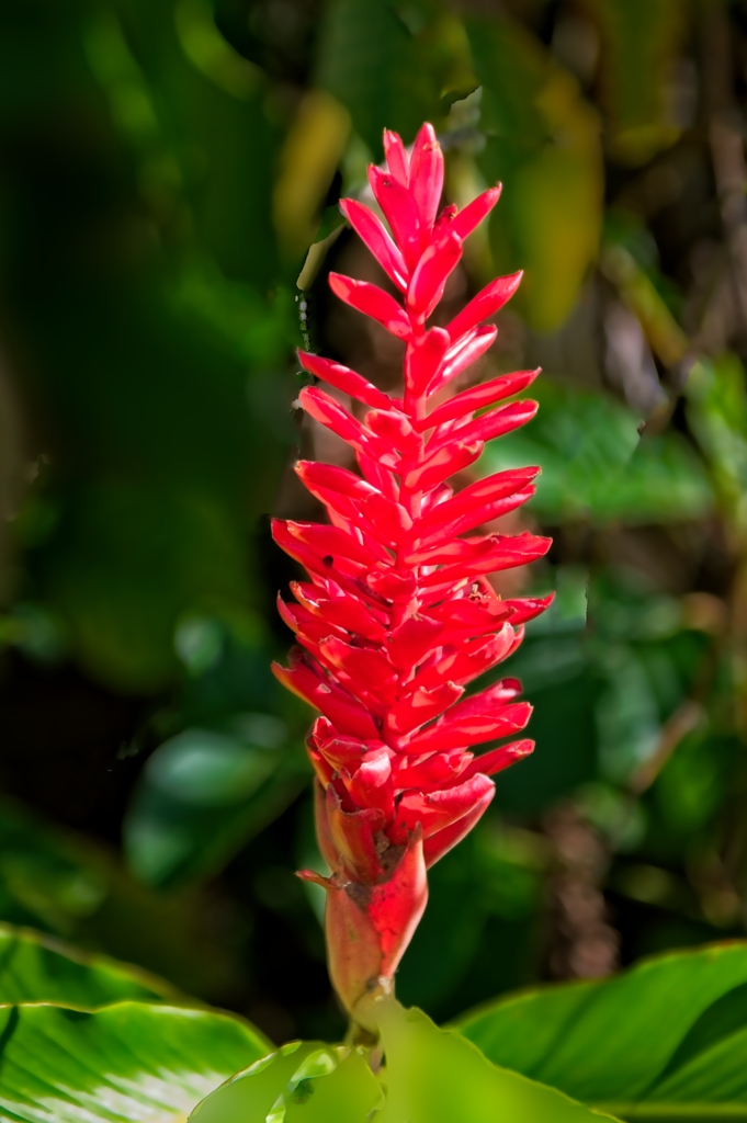 Red flower (original unknown)