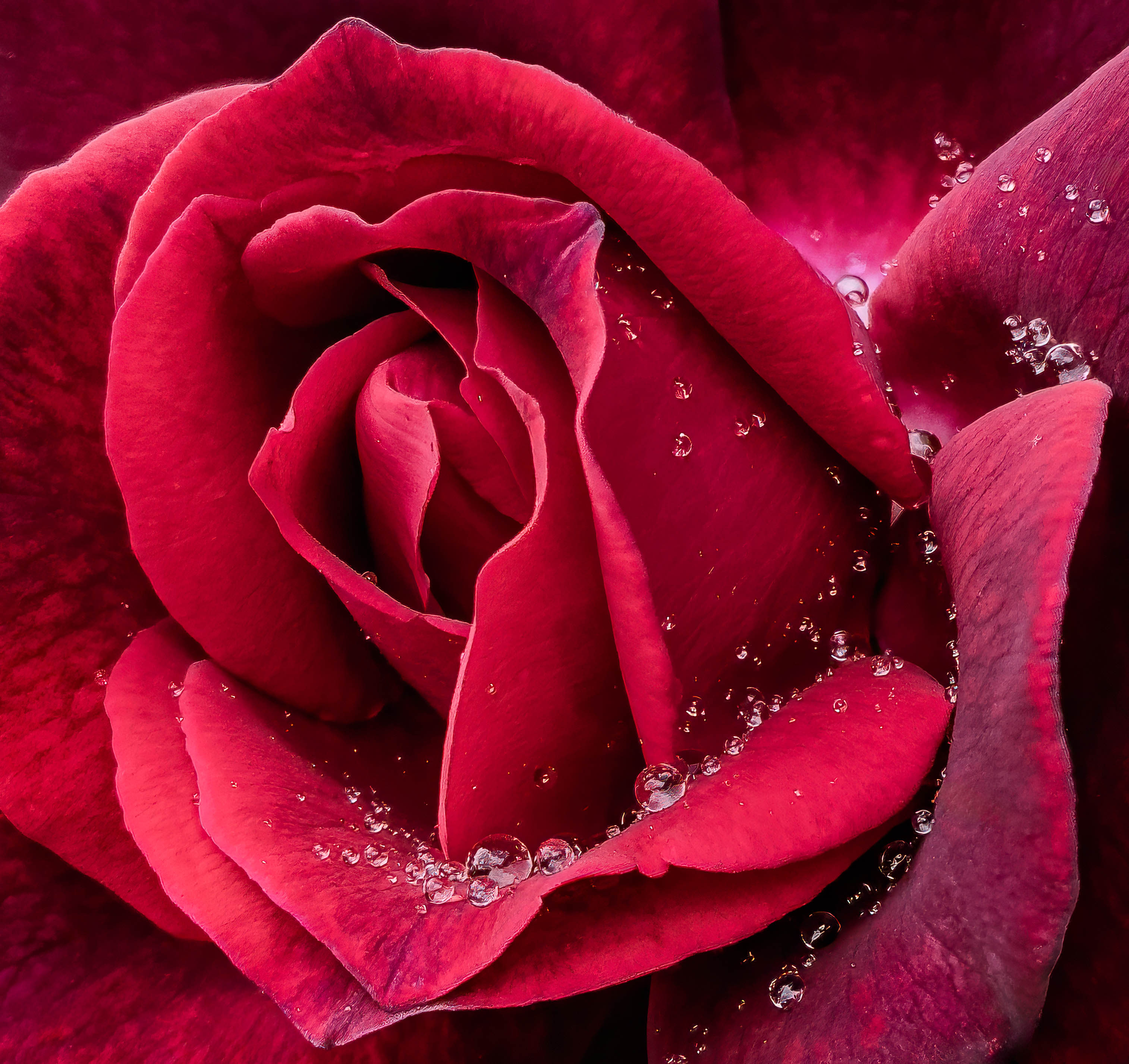 Rose after rain