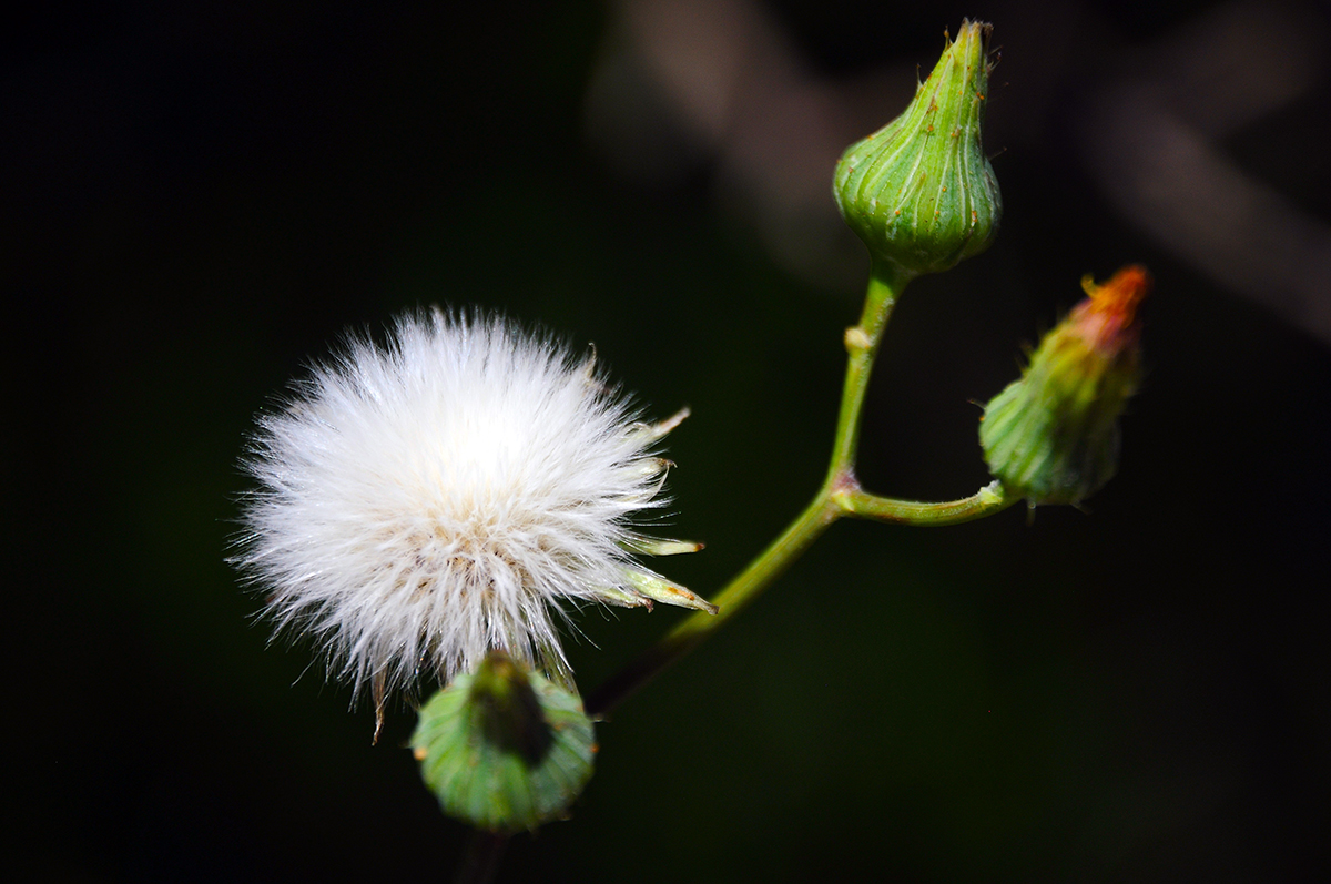 The Transformation of Sonchus
