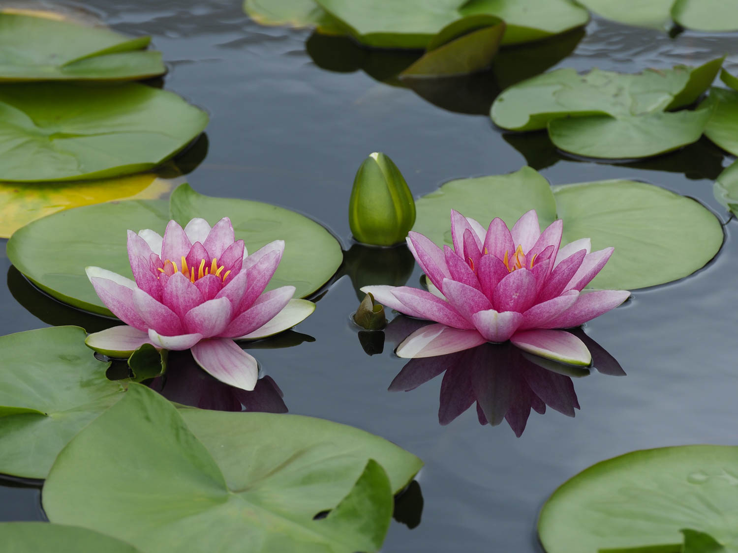 Waterlily