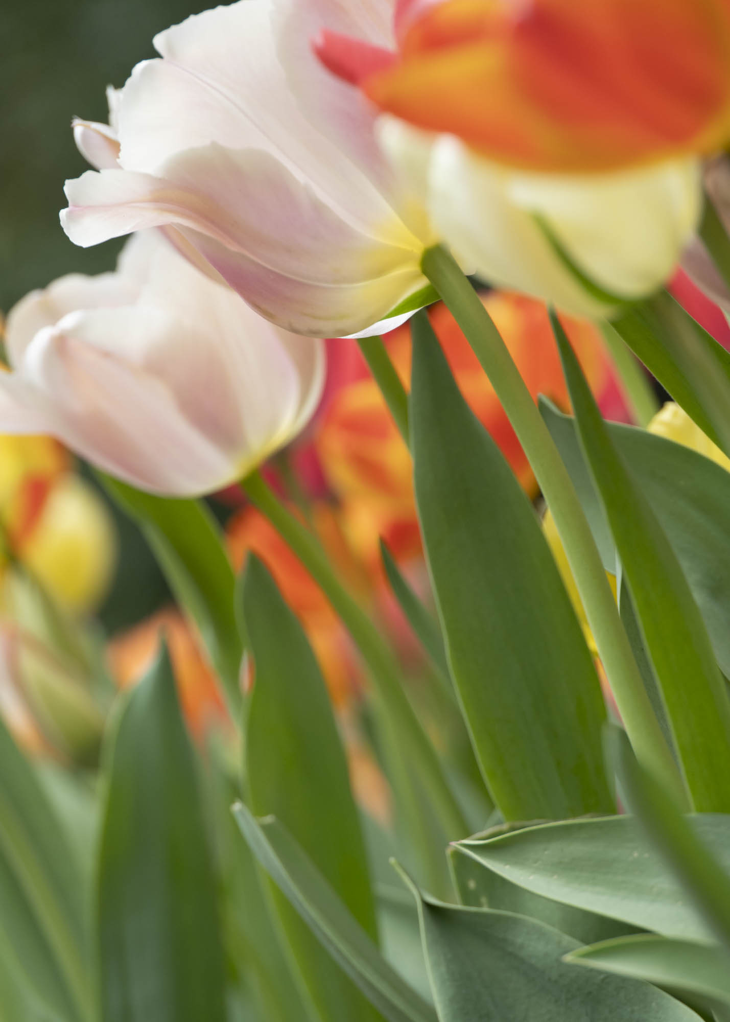 Reaching for the Light by Susan Bailey