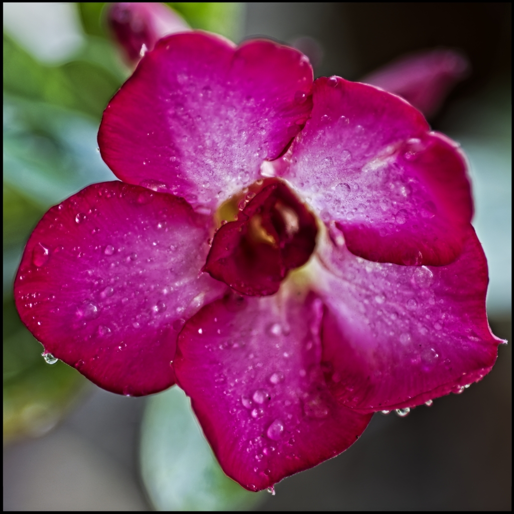 Desert Rose by Gaetan Manuel