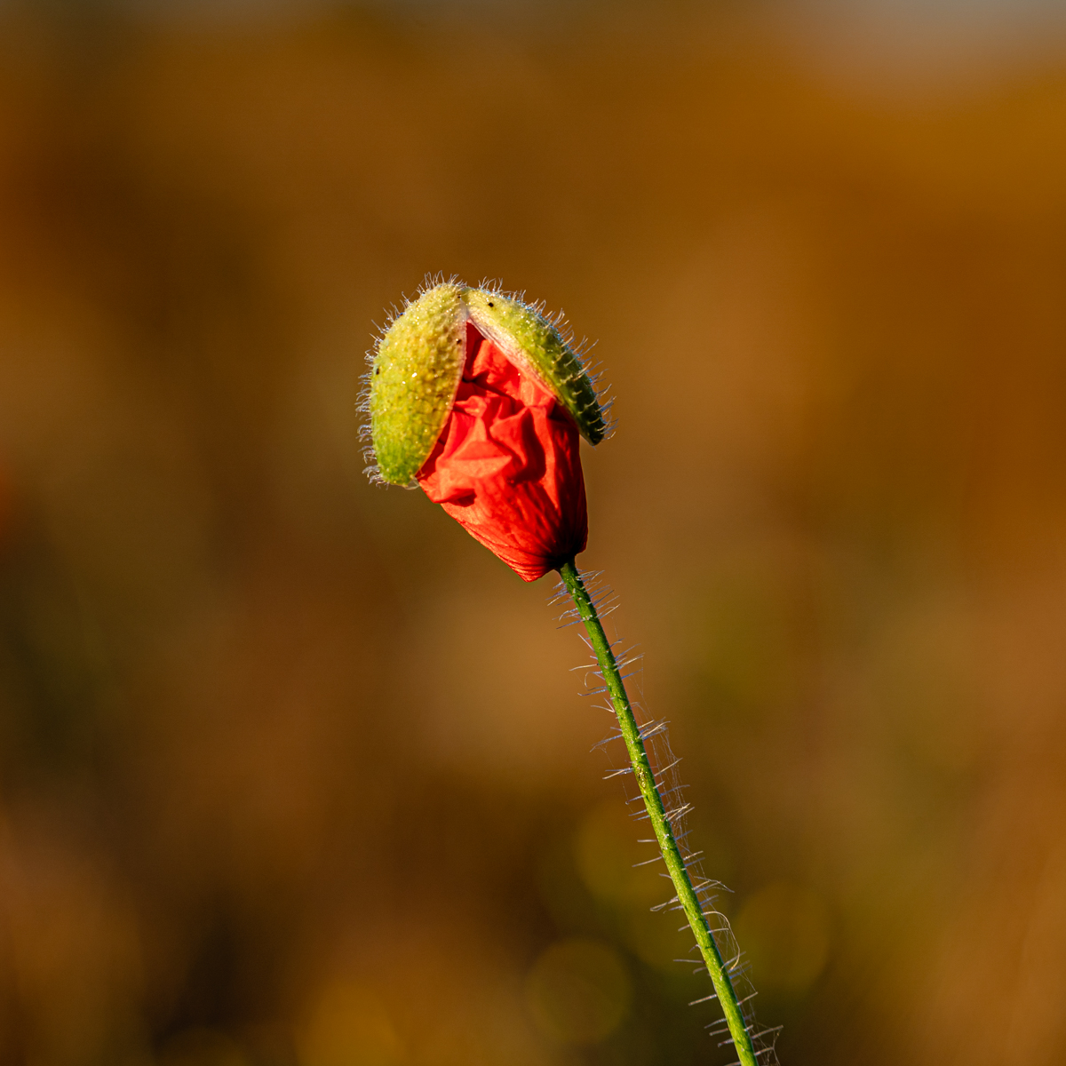 Poppy opening