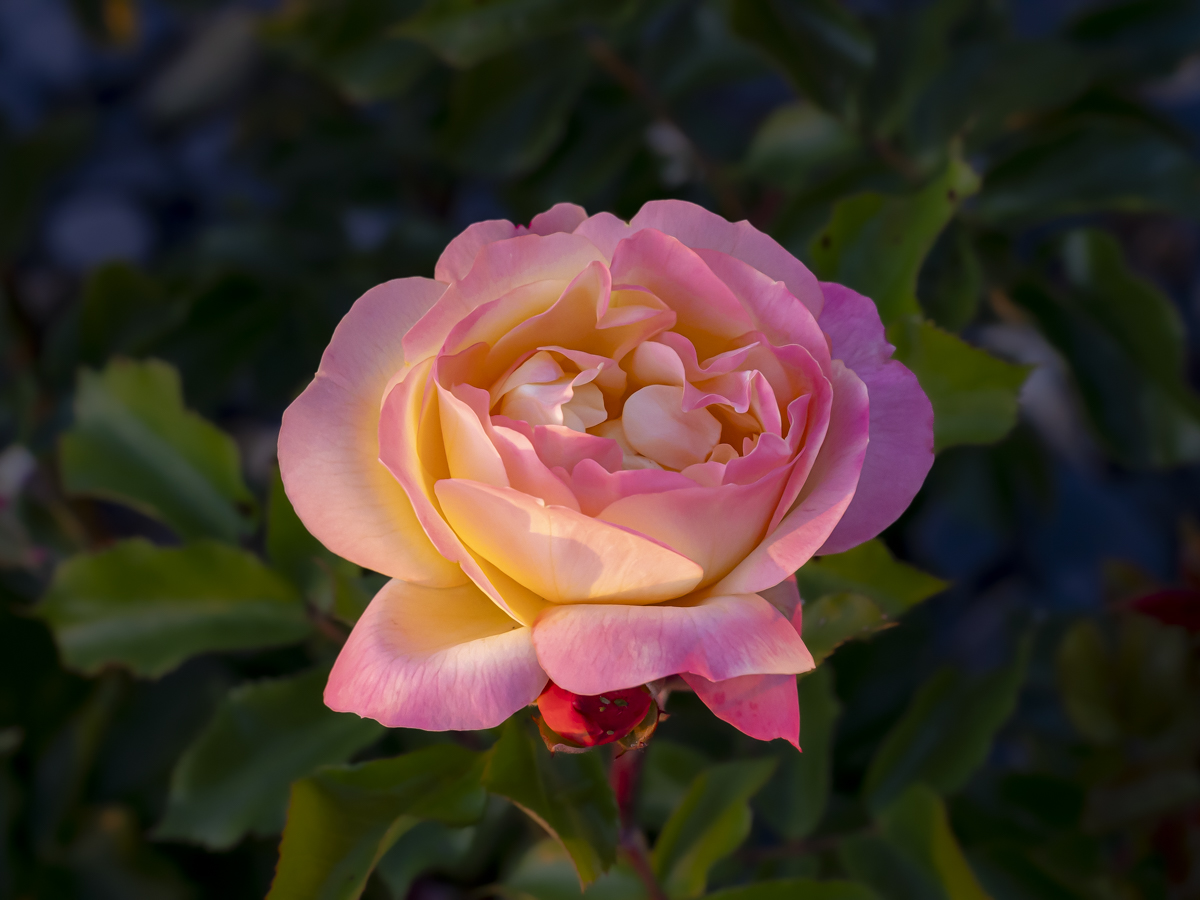 Rose by Vincent Cochain