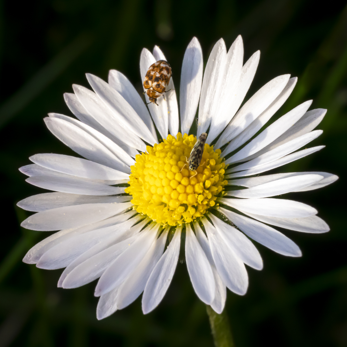 On a visit by Vincent Cochain