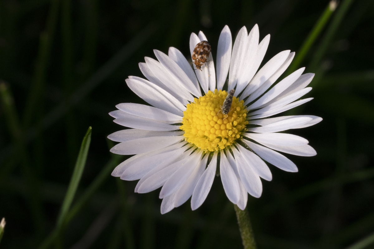 November 2025 - Vincent Cochain, EPSA