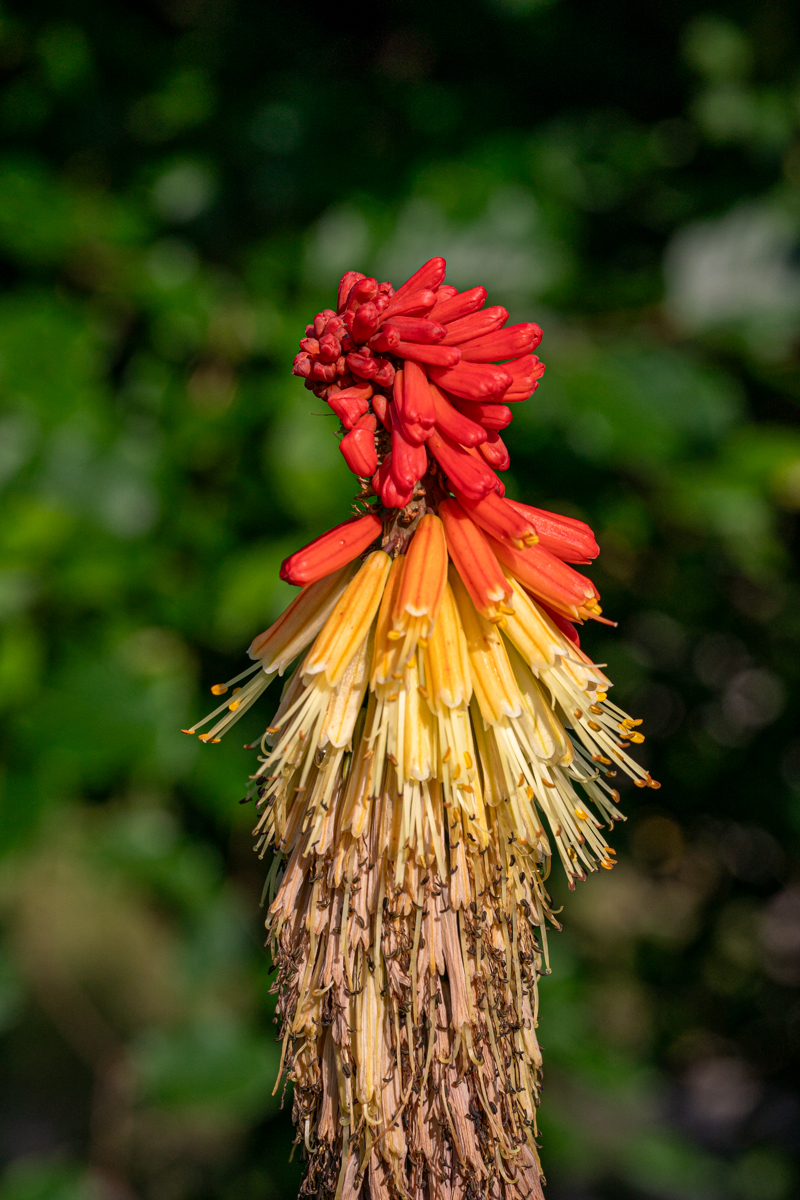 Flower by Vincent Cochain