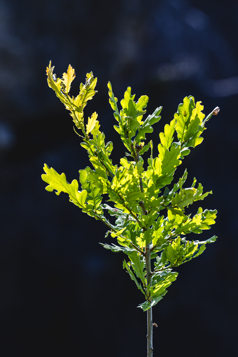 Light through the blades by Vincent Cochain
