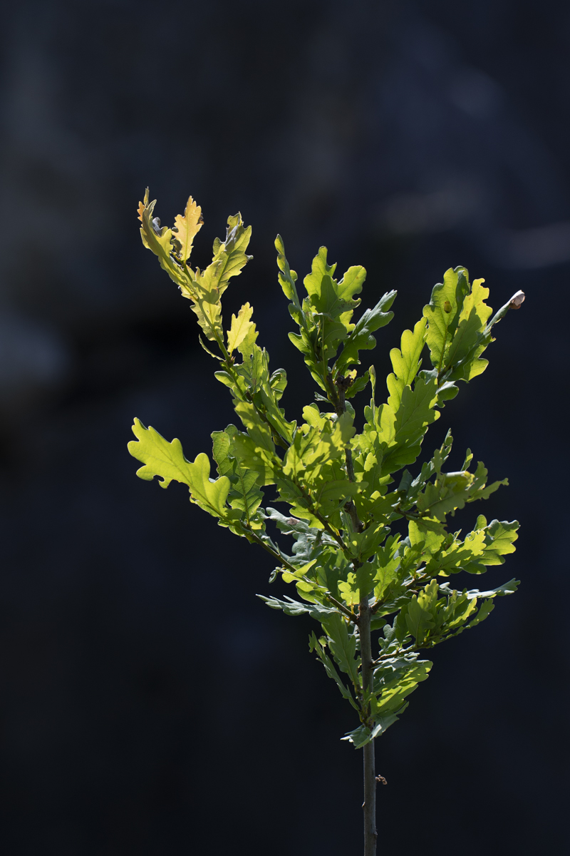 December 2025 - Vincent Cochain, EPSA