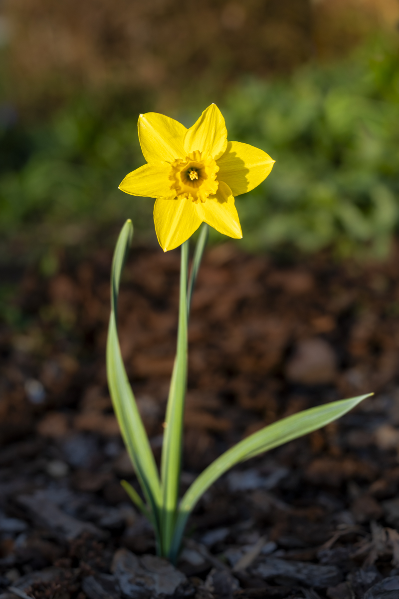 Daffodil by Vincent Cochain