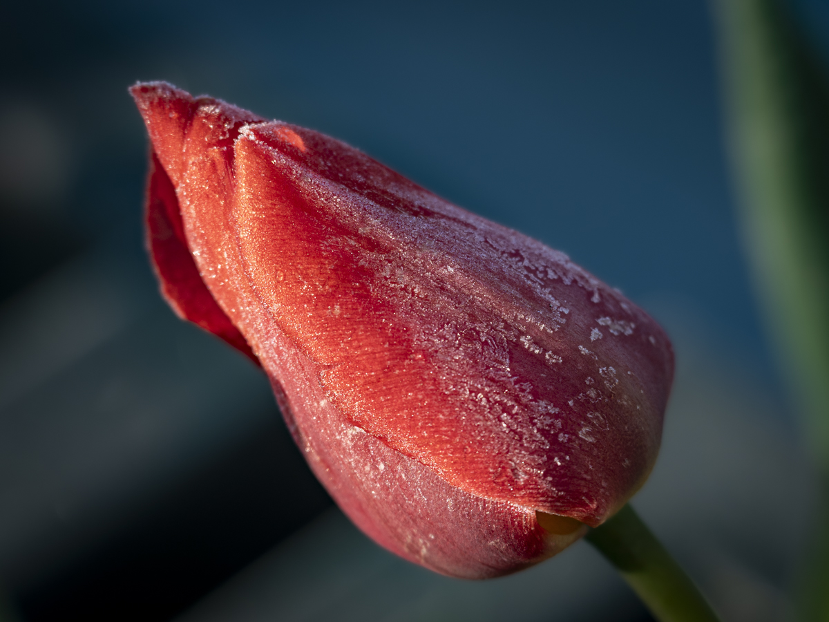 Frozen Tulip