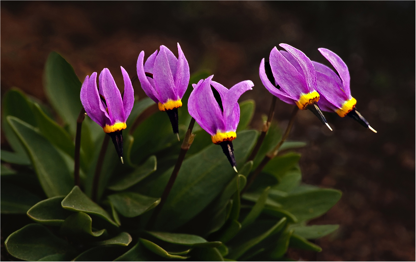 Desert Shooting Star by Murphy Hektner