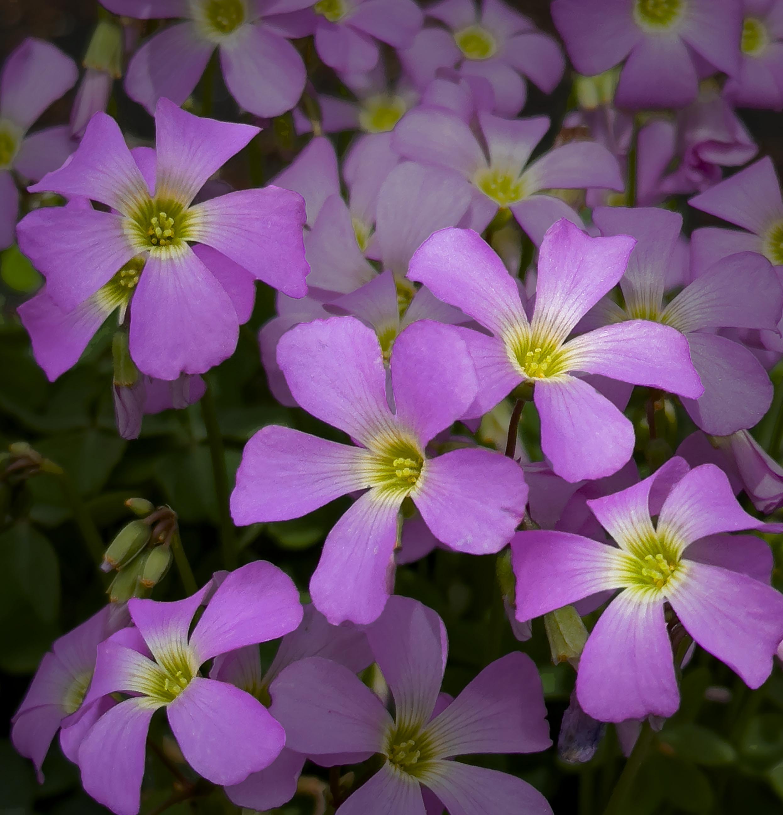 Comment Image