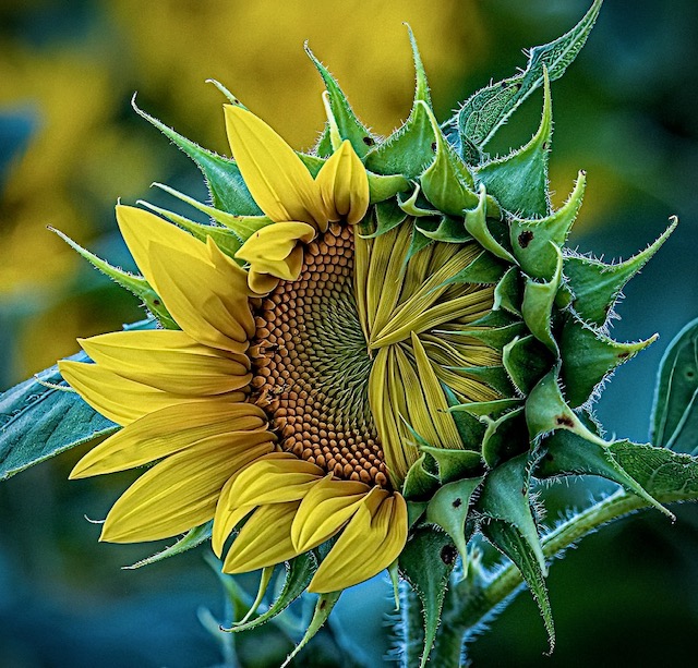 November 2025 - John Helmer