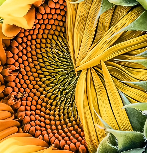 Sunflower