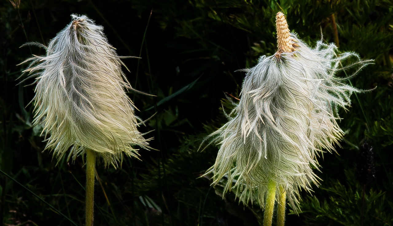 Western Pasqueflower by John Helmer