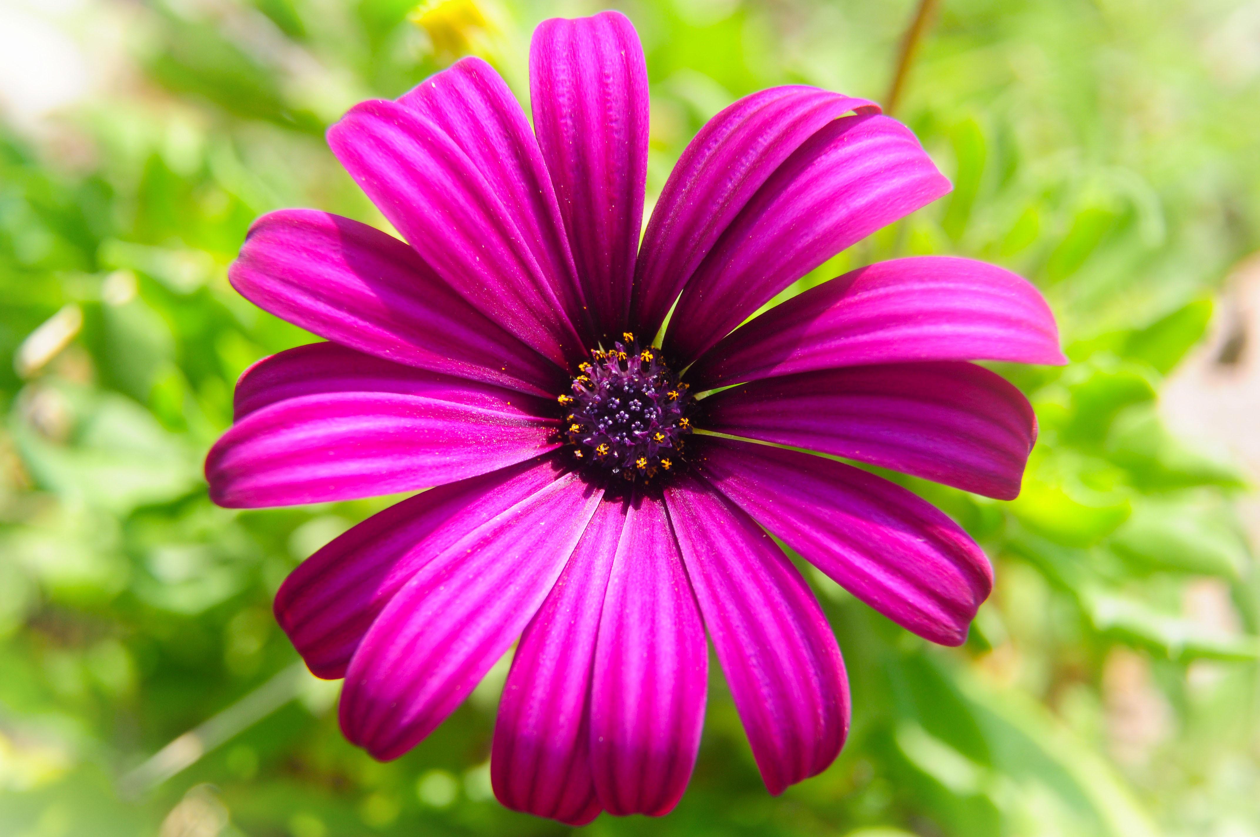 Purple Daisy by Sevinc Koyuncu Albayrak