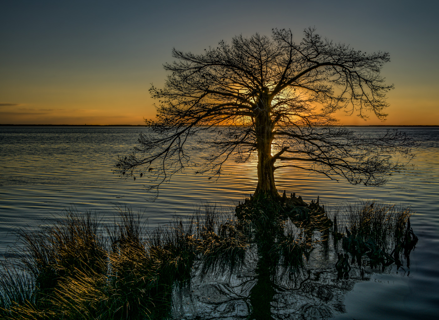 Sunset Tree by Raymond Tice