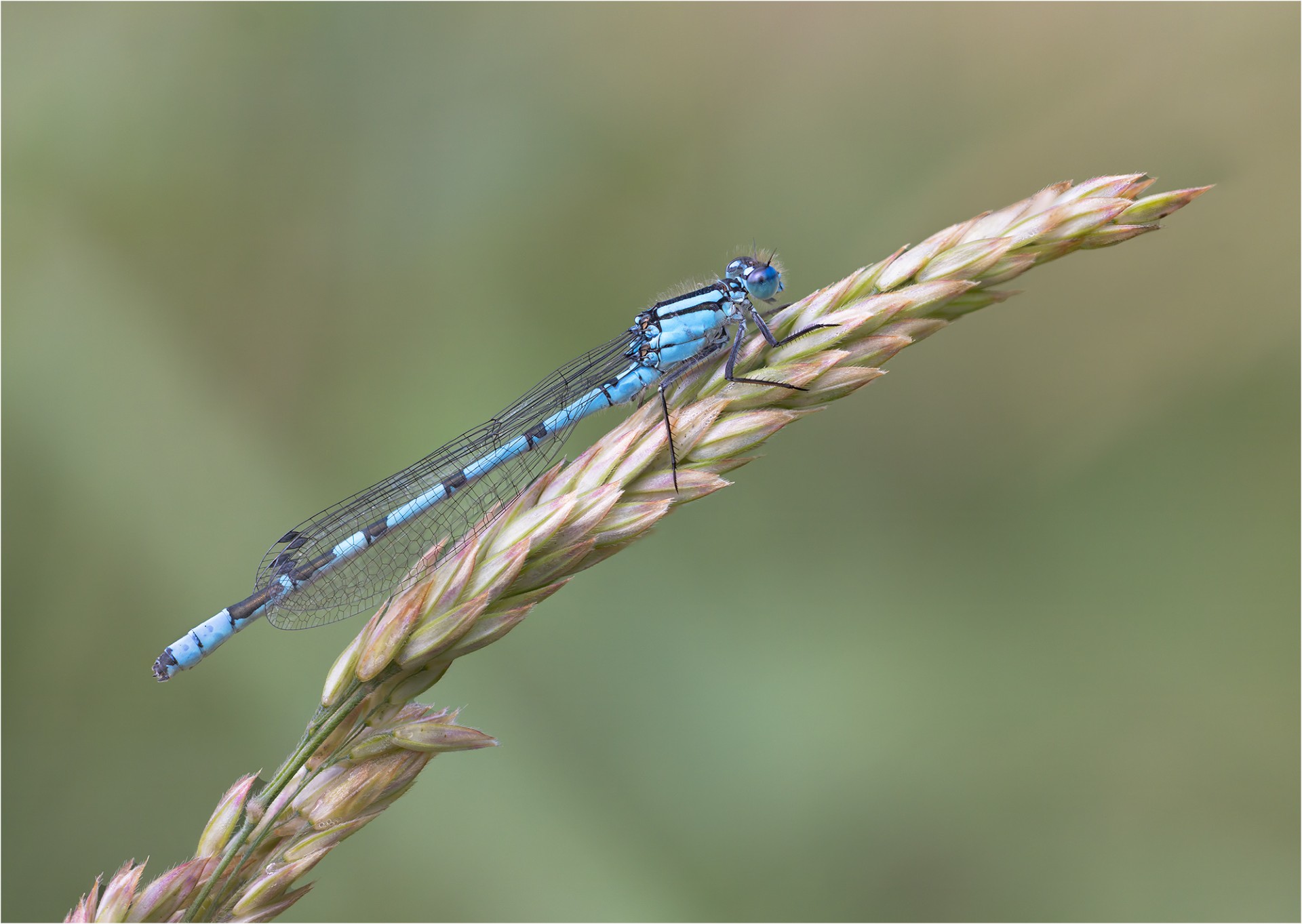 Damselfly by Gordon Watson