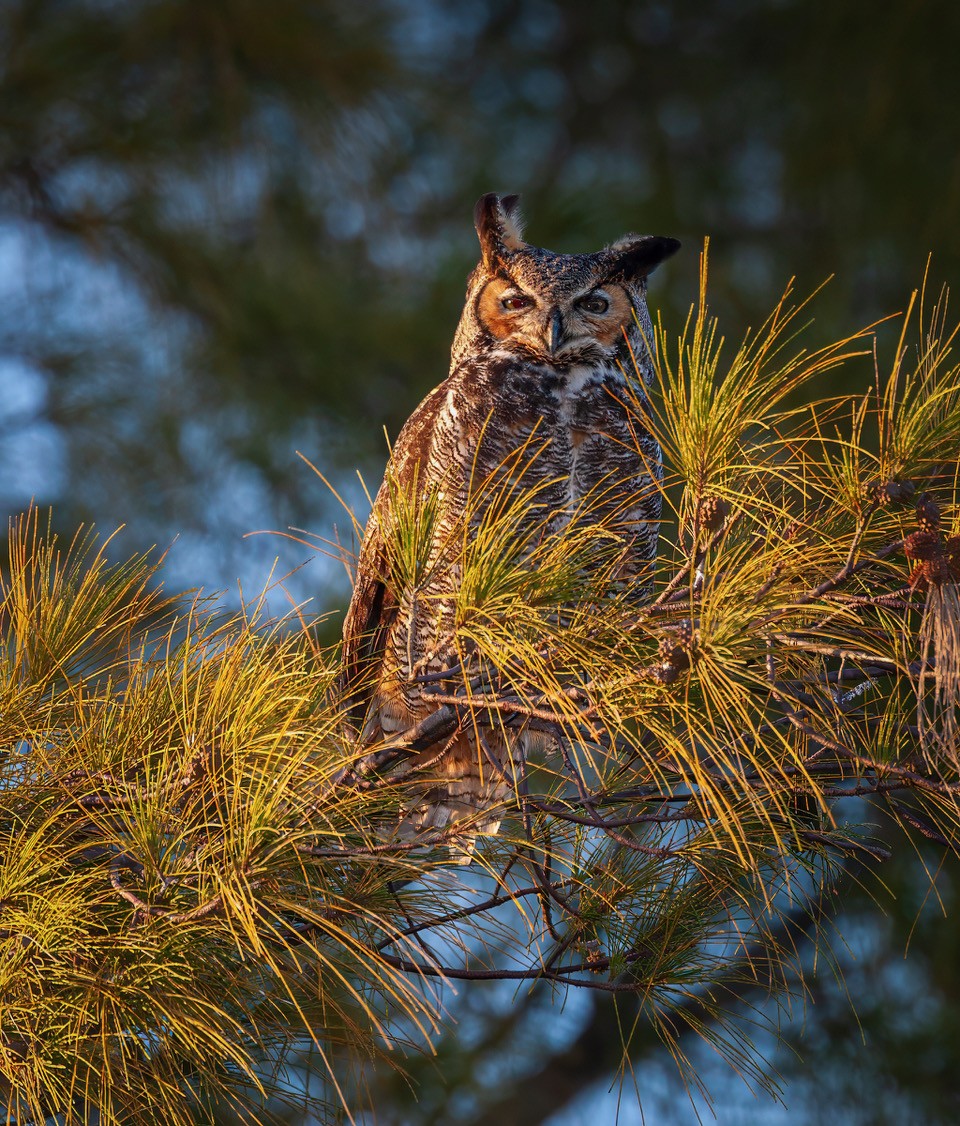 Great Horned Owl by Henriette Brasseur