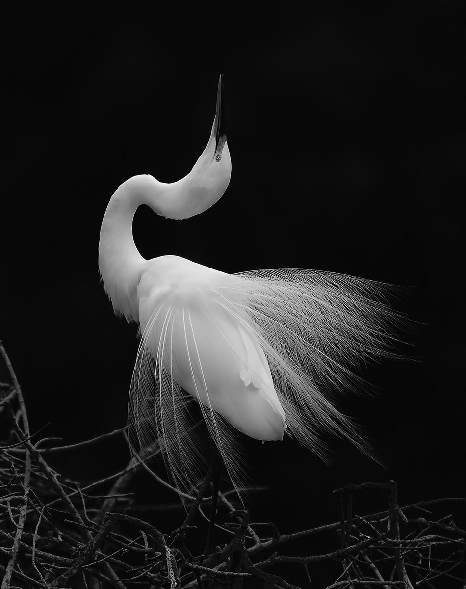 Great White Egret Displaying by Henriette Brasseur