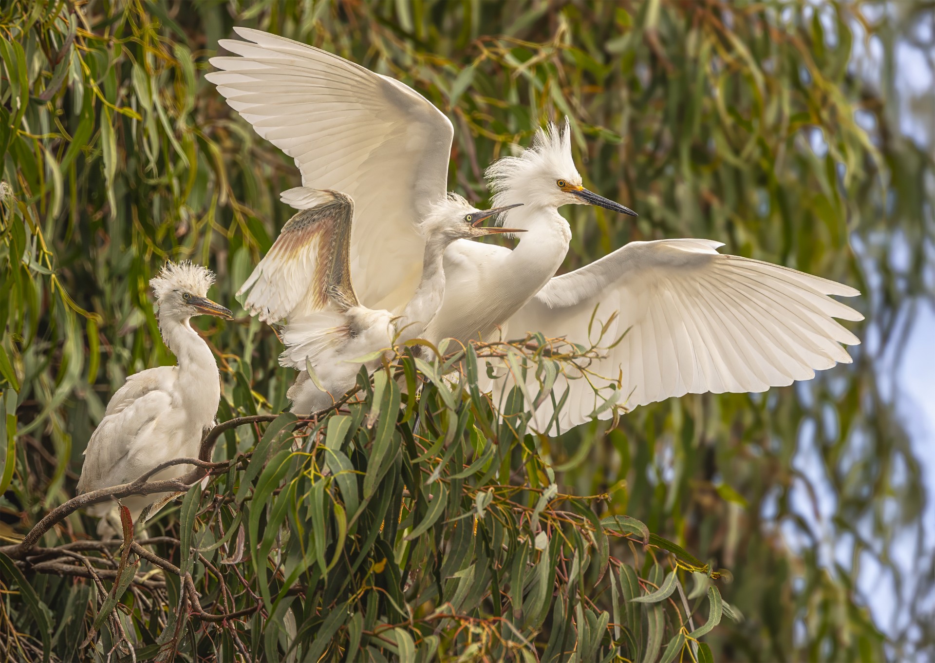 Snow Egret Adult and Juveniles by Henriette Brasseur