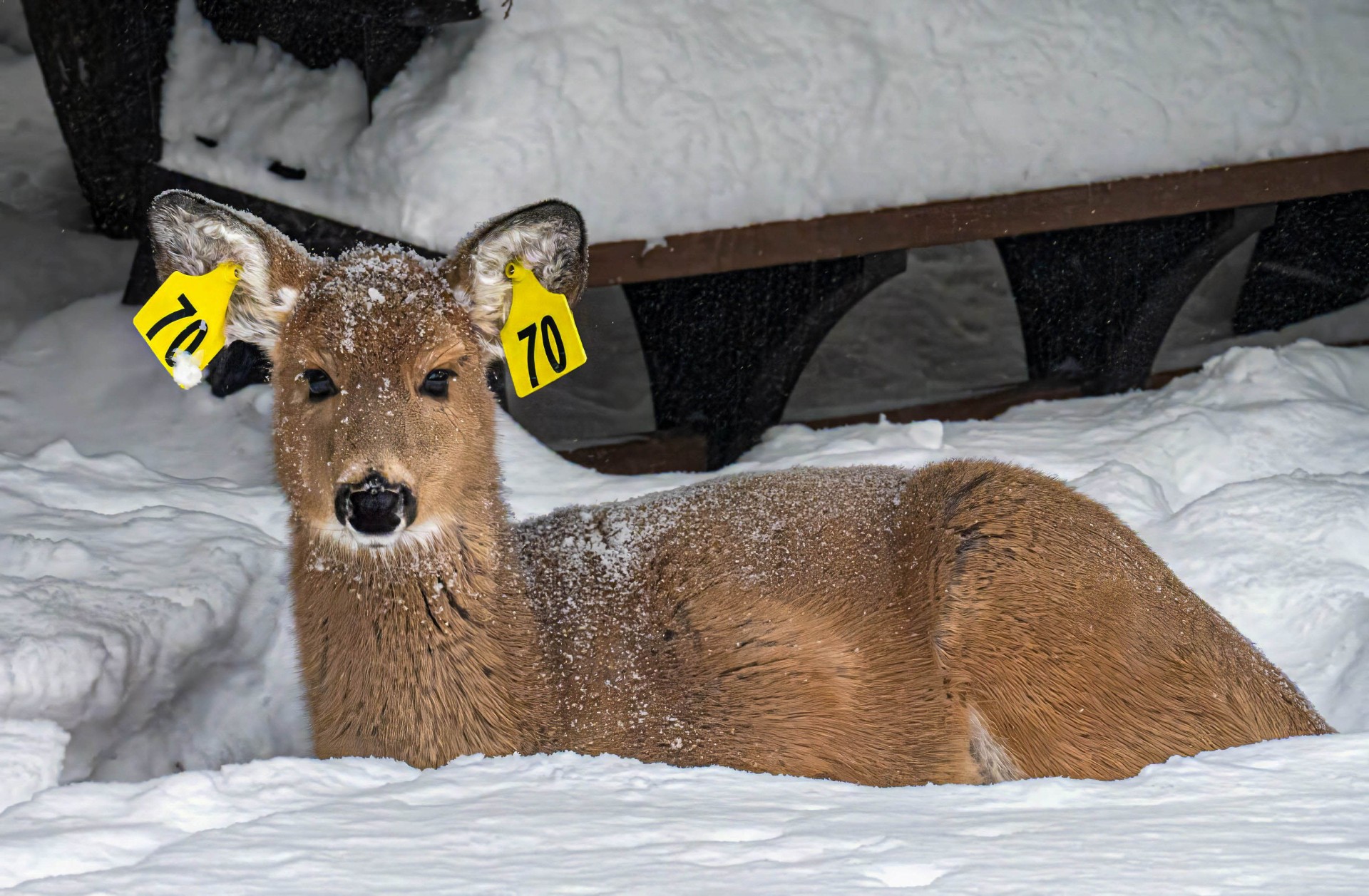 Seventy by Jay Joseph