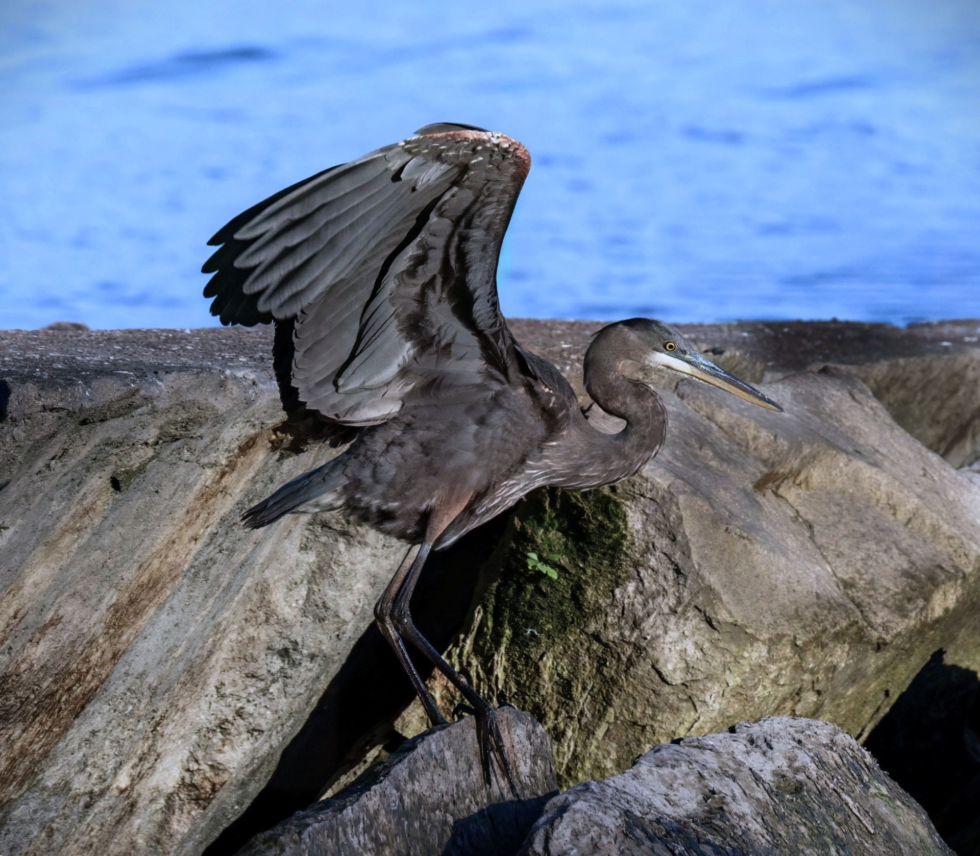 Juvenile by Jay Joseph