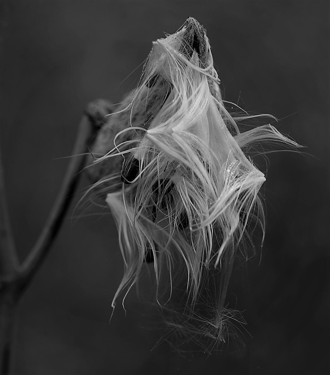Milkweed Seed by Jay Joseph