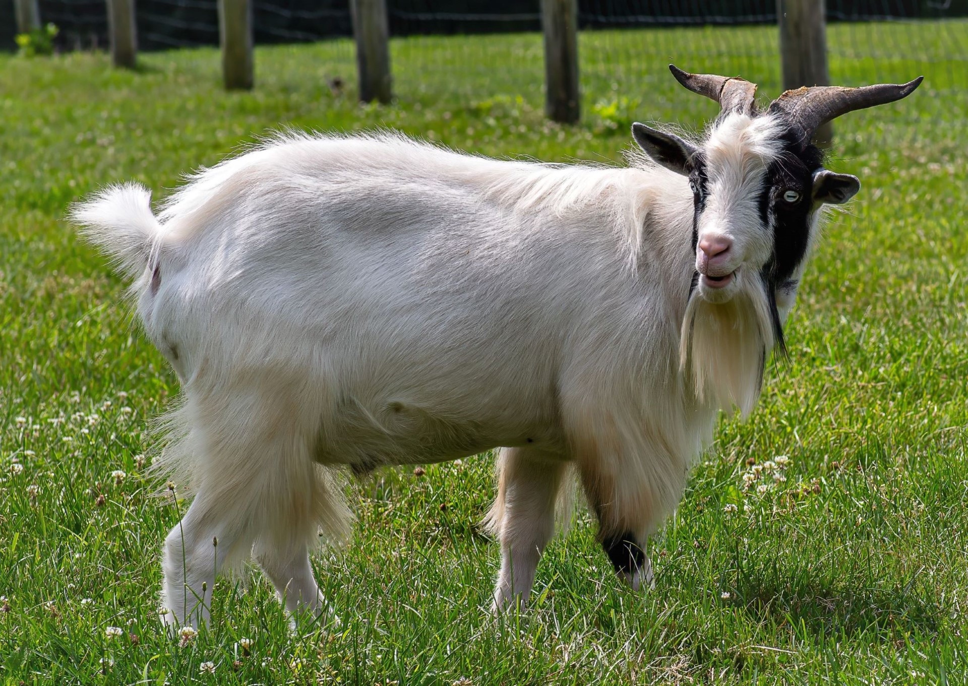 Old Goat by Jay Joseph