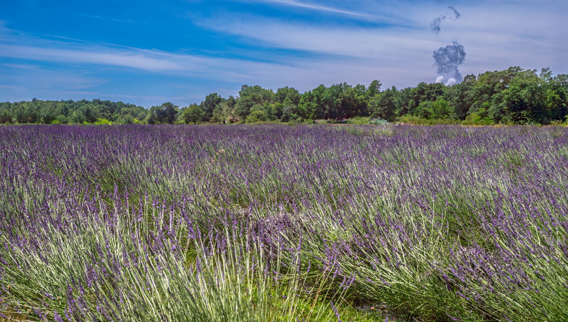 Lavender Farm by Jay Joseph