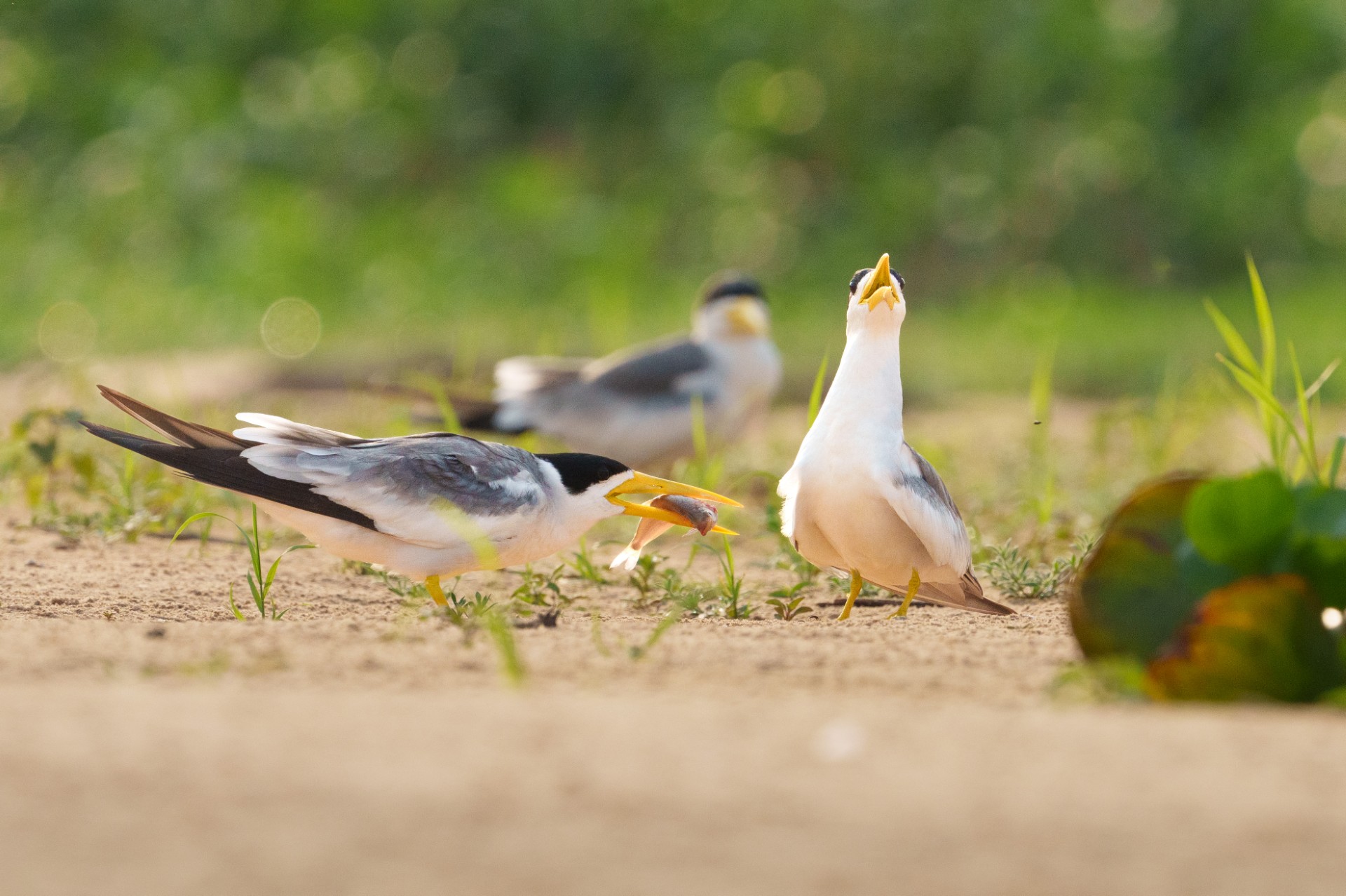 Long Billed Terns