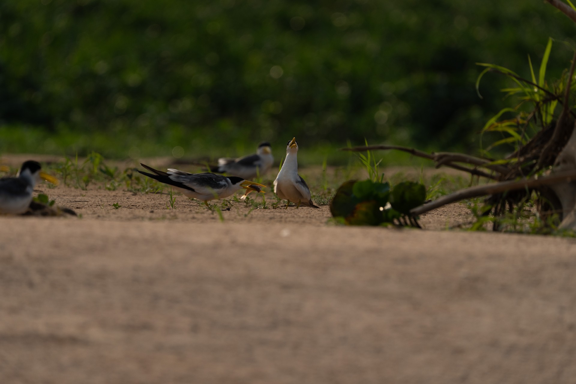 November 2025 - Sanford Morse