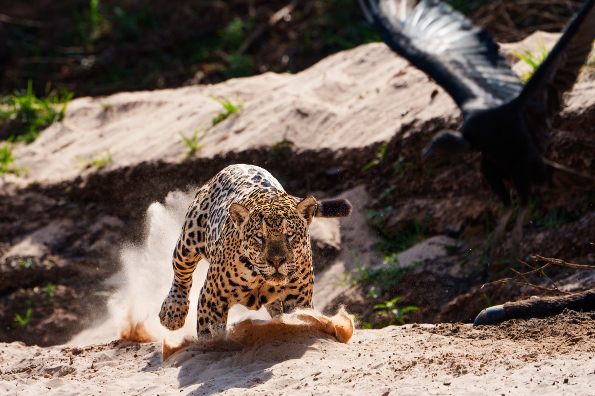 Brazil's Pantanal by Sanford Morse