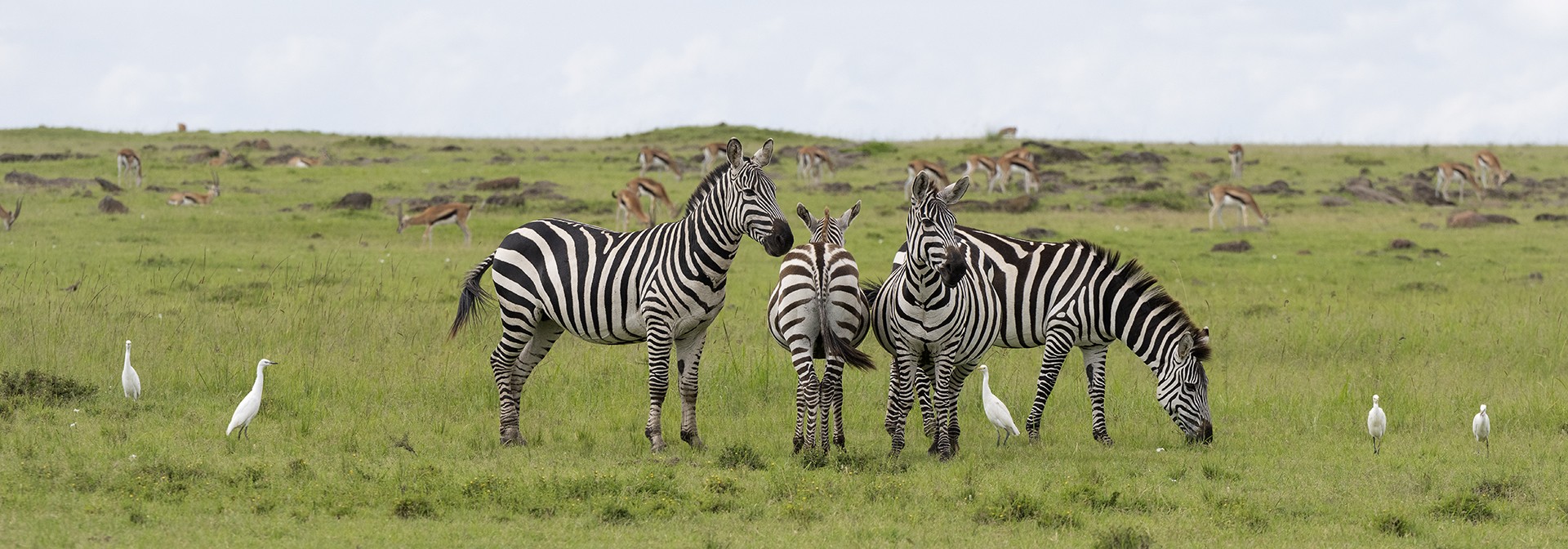 Zebras - et aigrettes - Kenya by Sophie Pouillon