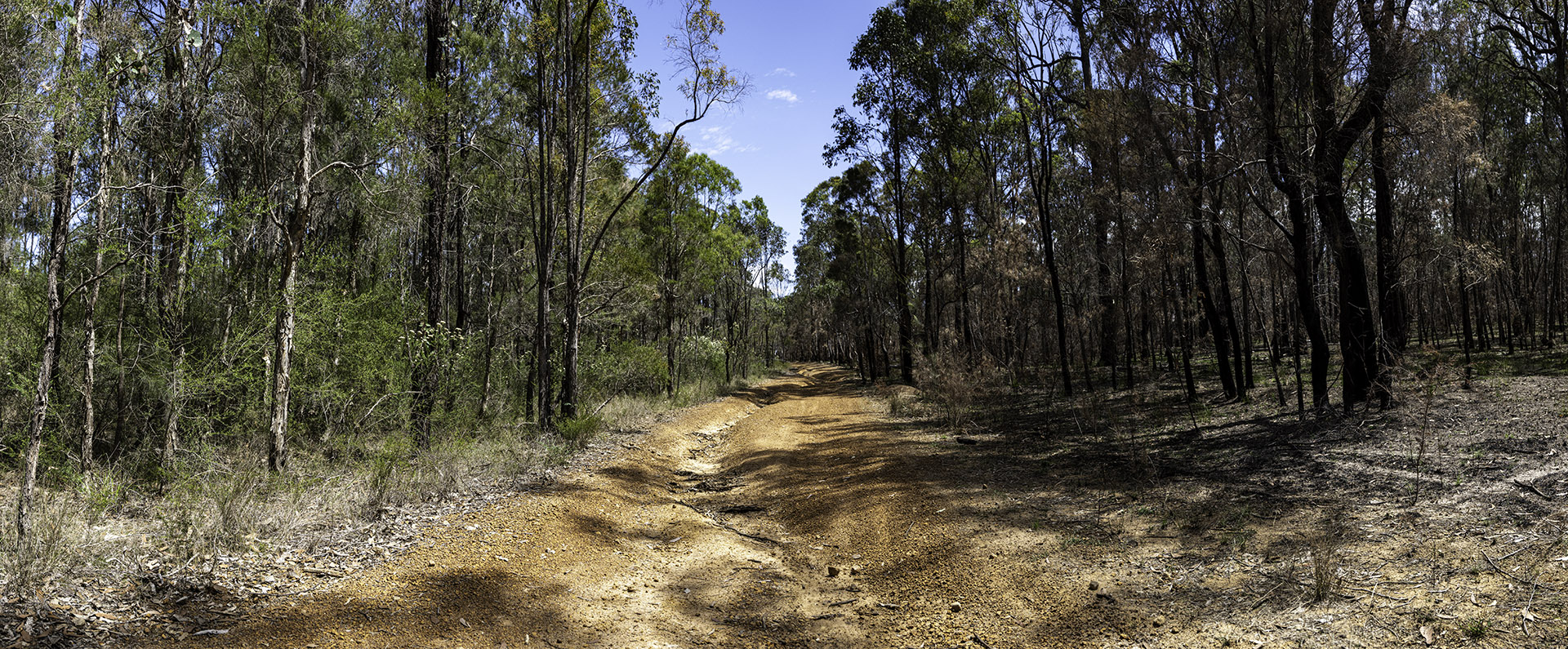 Castlereagh Nature Reserve by Ian Cambourne