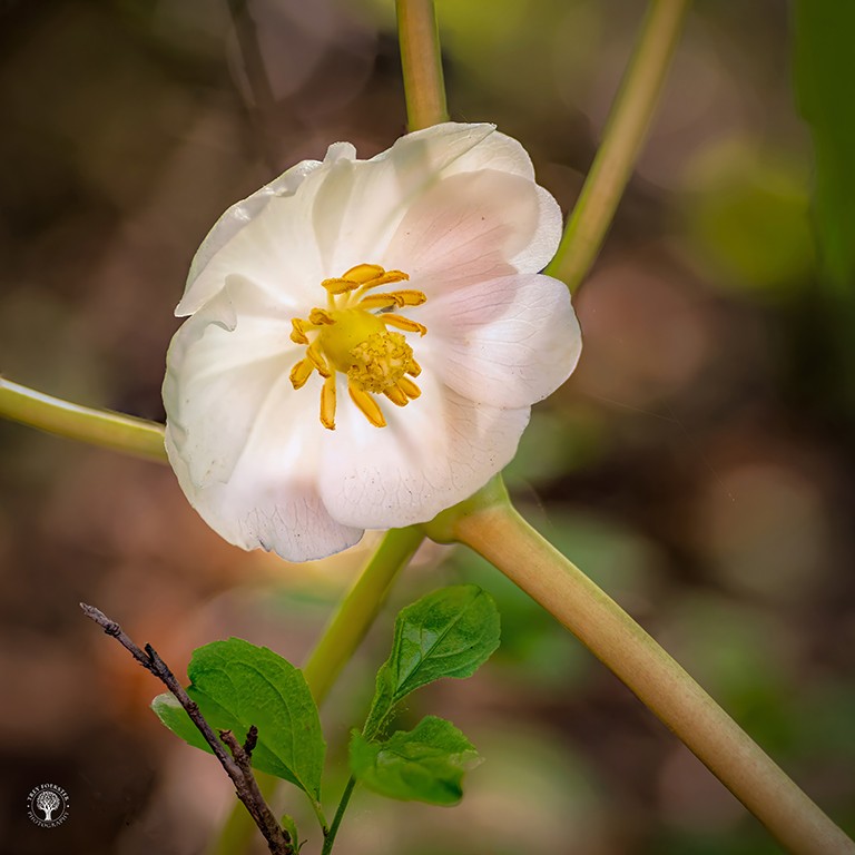 Mayapple 2 by Trey Foerster