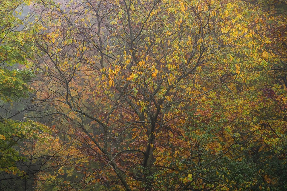 McCarvilles Autumn Splendor by Trey Foerster