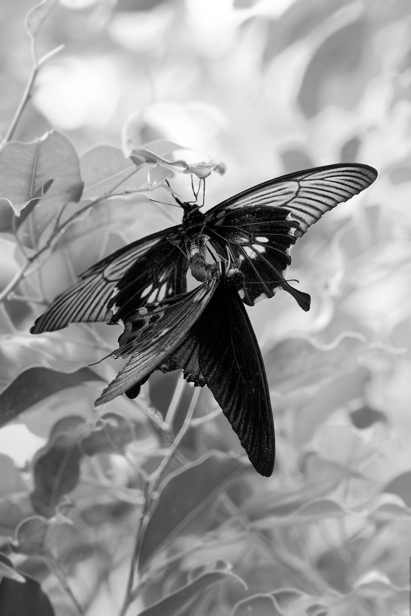 Butterflies by Mary Hinsen