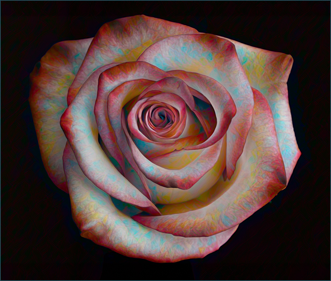 Confetti Rose by Denise McKay