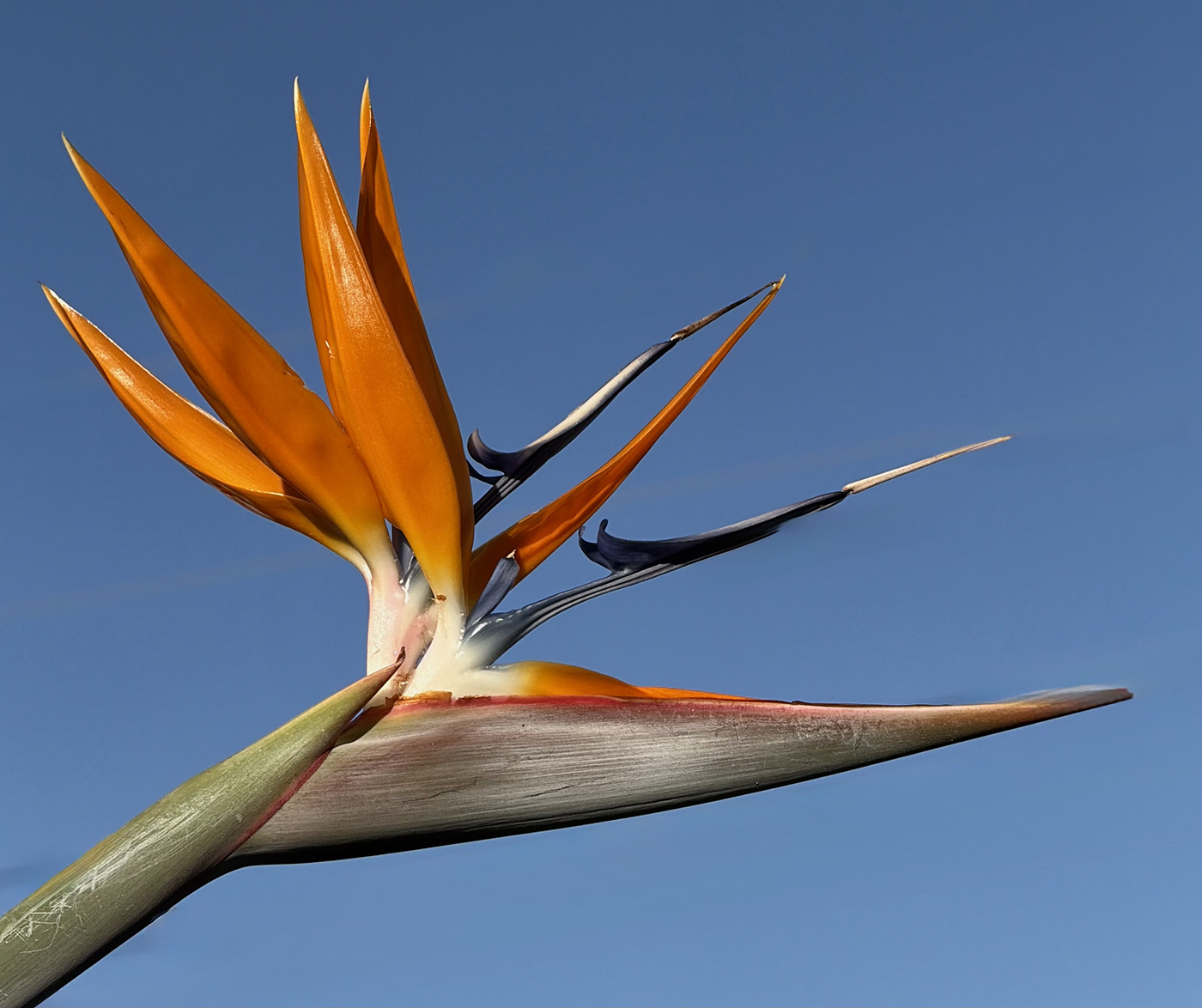 April 2026 - Jan Handman